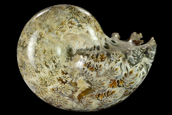 Polished, Agatized Ammonite (Phylloceras?) - Madagascar #132141